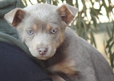 Fawn sales australian kelpie